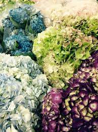 Free delivery for the greater toronto area (gta) and ottawa with option of same day delivery available. Ontario Flower Growers Home Facebook