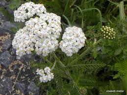 Image result for Gutenbergia rueppellii