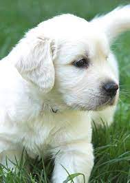 These curious pups love to be out exploring and don't quite understand the concepts of strangers we have a 8 week english cream from a wonderful breeder in california (grass valley area). Classic Heritage English Golden Retrievers California Breeder Puppies English Golden Retrievers English Golden Retriever Puppy Golden Retriever