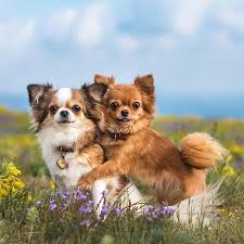 The chihuahua is one of the smallest breeds of dog, and is named after the mexican state of chihuahua. Chihuahua Geschichte Charakter Wesen Passion Hund