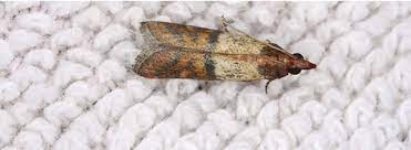 If you want to learn about getting rid of moths in carpets safely, you can take a look at these organic. How To Get Rid Of Moths Rentokil
