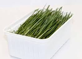 Image result for Arundo donax