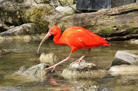 We did not find results for: Rode Ibis Wikipedia