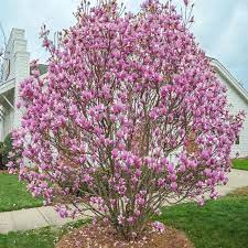 How to plant magnolia trees. Jane Magnolia Trees For Sale Fastgrowingtrees Com