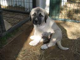 Anatolian Shepherd Puppy For Sale In Huntington Ar Adn 35893 On Puppyfinder Com Gender Female Anatolian Shepherd Puppies Puppies For Sale Anatolian Shepherd