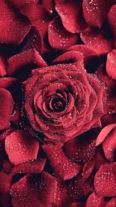 Ask for a review / guest post. Download Red Rose Wallpaper By Georgekev 0f Free On Zedge Now Browse Millions Of Popular Beauti Red Roses Wallpaper Rose Wallpaper Flower Phone Wallpaper
