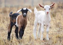They Have Their Tails Pointed Up More Often Goats Baby Goats Baby Animals Pictures