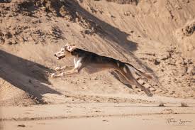 Savo-Karjalan Vinttikoiraharrastajat ry – Savo-Karjalan alueella toimiva  vinttikoirakerho