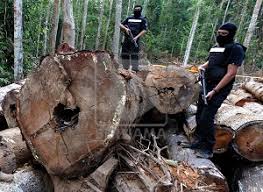 Pembalakan adalah penebangan, seretan, pemprosesan di tempat, dan memuatkan pokok atau balak di atas lori. Bernama Hutan Hujan Semakin Gondol Apa Tindakan Kita