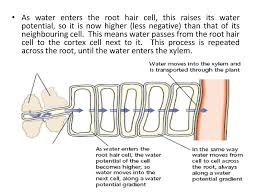 Diagram of a root cell in a plant to absorb water and minerals. Water Potential Using Your Knowledge From Ks4 And Your Understanding Of Water Potential Write Down How Water Travels Into A Root Remember A Plant Cells Ppt Download