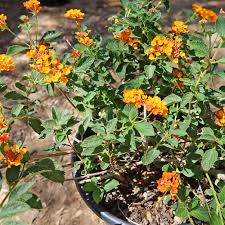 Image result for Lantana camara