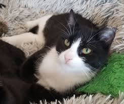Your donations help to support our work in so many ways. Bed Stuy Pet Adoption Meet Holly Gigi Nuri More Bed Stuy Ny Patch