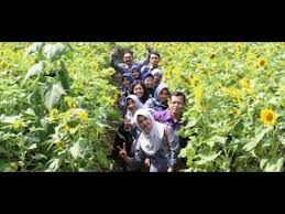 Kali ini kita berwisata di kota tetangga, yaitu kota kediri. Taman Bunga Matahari Kediri Asiknya Piknik Di Taman Bunga Matahari Kediri Youtube