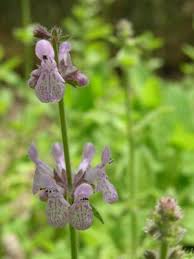 Image result for Stachys pseudonigricans