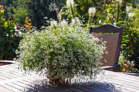 Image result for Euphorbia hypericifolia