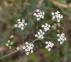 Image result for Pimpinella