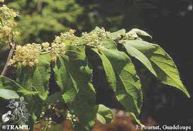 Image result for Guazuma