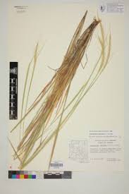 Image result for Trachypogon