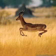 Thomson S Gazelle Impala Animal Impala Animals