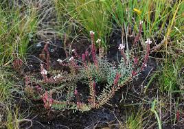 Image result for Aeollanthus subacaulis