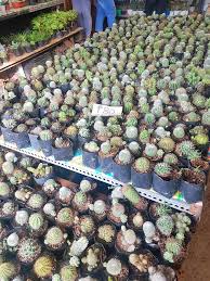 We would like to show you a description here but the site won't allow us. Where To Buy Cheap Pots In Quezon City