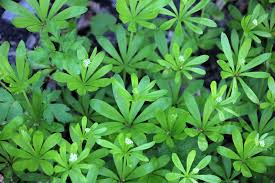 Image result for Pavetta stenosepala