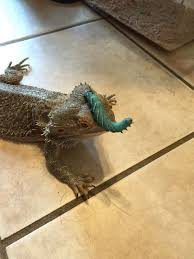 Pin On Bearded Dragons And Other Reptiles