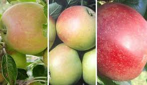 Der apfelbaum, ist er einmal herangewachsen, ist relativ widerstandsfähig. Drei Sorten Apfelbaum Finkenwerder Prinz James Grieve Roter Boskoop Malus Domestica Mehrsortenbaum Mehrfruchtbaum Artlander Pflanzenhof