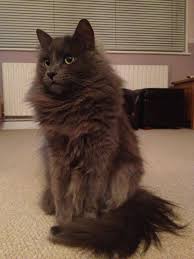 It is one of the oldest natural breeds in north america. Russian Blue Maine Coon Cat Drone Fest