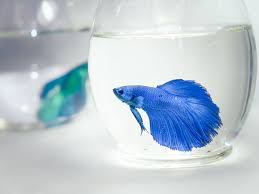 Males are especially likely to fight other male bettas, but their is really no safe combo when it comes to multiple bettas. Should I Keep My Betta In A Vase