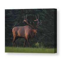 Bugling Elk #2 Canvas Print