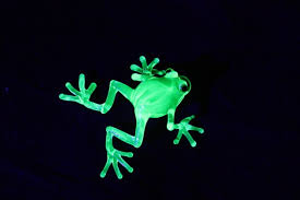 Image result for glass frog