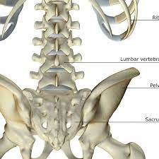 The bones that make up. Spinal Anatomy Including Transverse Process And Lamina