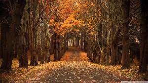 1920x1080 Hd Autumn Wallpapers 61 Images Desktop Wallpaper Fall Fall Wallpaper Desktop Wallpaper