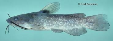 Image result for Agelanthus sp. aff. A. brunneus