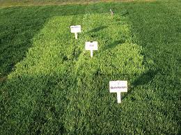 Outsidepride offers this state by state lawn guide to help you choose the right seed for your state. Dlf Johnson S Sports Seeds Showcase Advanced Cultivars And Mixtures Pitchcare