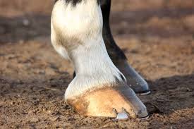 The bottom half of an extended pedigree diagram. Horse Hoof Anatomy A Guided Tour The Horse