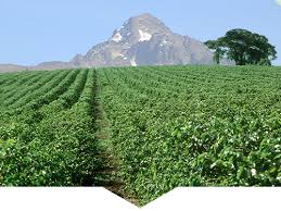 The amount they process and consume is under their control. Mbegu Mbora Coffee Johnsons Gold Coffee Pty Ltd