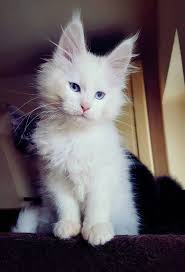 Black And Grey Maine Coon Kittens For Sale Pin On Kat