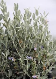 Image result for Teucrium