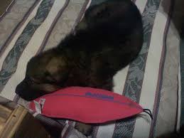 Profile for Dot Duval Pet Products