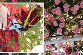 Check spelling or type a new query. How Long Do Cut Peonies Last Express Co Uk