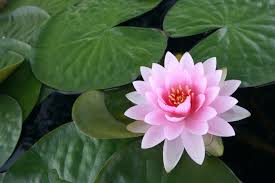 Are you looking for lotus flower background images? 180 Lotus Hd Wallpapers Background Images