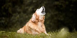 Check spelling or type a new query. Arti Sebenarnya Mimpi Mendengar Lolongan Anjing Menurut Primbon Jawa