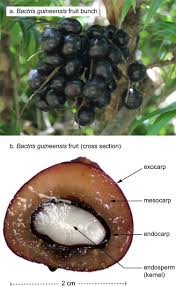 Image result for Usteria guineensis