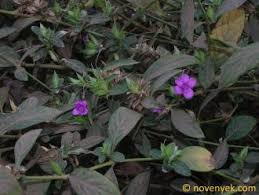 Image result for Barleria rhynchocarpa