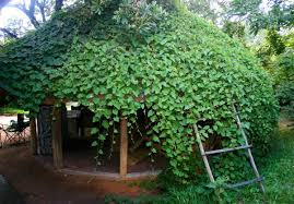 Image result for Ampelocissus