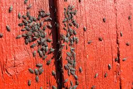 A mudança de hábitos costuma fazer parte de um processo de longo prazo para tratar a doença. Box Elder Bugs Pest Control The Bug Man