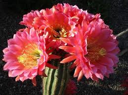 How long does a cactus live? These Photos Of Cactus Blooms Will Make You Fall In Love With Tucson Local News Tucson Com