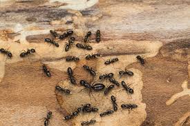 Also of critical importance will be removing and replacing structural wood that has been damaged by the insects. 11 Differences Between Carpenter Ants Vs Termites Pest Wiki